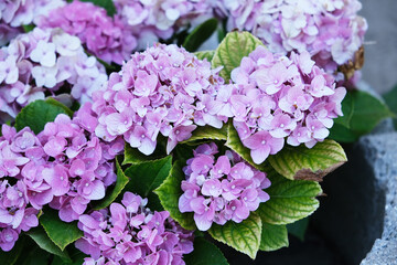 Flower rotten on the tree.