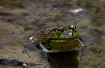 frog in the water