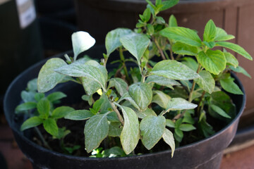 Diseases in the plant. Fungal, Aphids, mildew plant, mold. Diseases herbs in the garden. Vietnamese Balm, Perilla, shiso.
