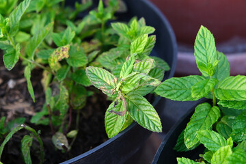 Diseases in the plant. Fungal, Aphids, mildew plant, mold. Diseases herbs in the garden. Vietnamese...