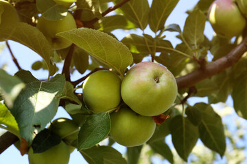 Apple tree with fresh and ripe fruits on sunny day