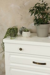 Modern chest of drawers with houseplants near beige wall