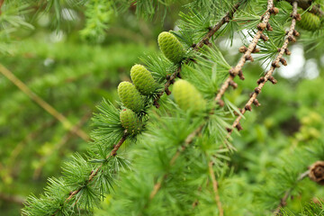 Fir tree branch with green cones outdoors, closeup