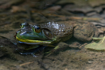 frog in the pond