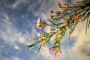Geraldton Wax (Chamaelaucium uncinatum) against blue sky