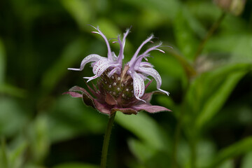 flower in the garden
