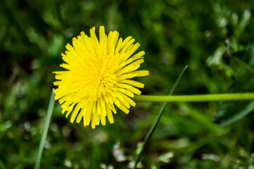 Taraxacum officinale: A dandelion in the grass