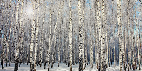 Obraz premium Birch trees grove in wintry forest and sunlight light through bare branches. Snowy woods in winter or spring time.