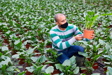 Male farmer in a protective mask, working in a greenhouse during a pandemic, examines the Aspidistra for the presence..of flower disease.