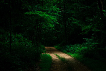 Obraz premium Light in the dark forest in cheesequake state park.