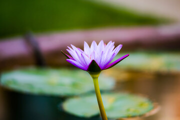 Water lilies on a pond