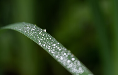 dew on grass