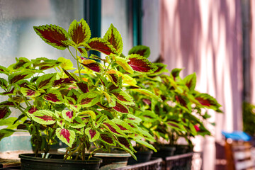 The leaves of the Sun Coleus plant,red and green coleus.