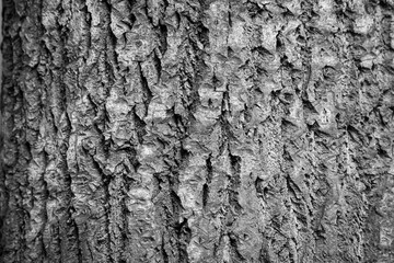Texture shot of brown tree bark, filling the frame
