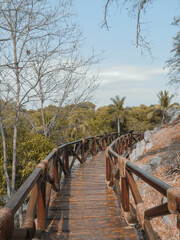 Tropical wood bridge