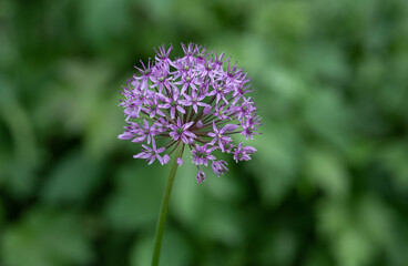 thistle flower