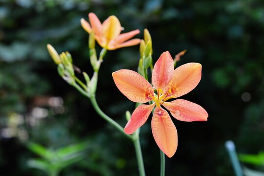 檜扇 Images Browse 95 Stock Photos Vectors And Video Adobe Stock