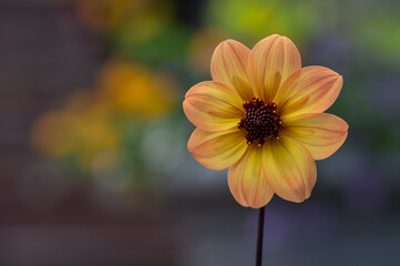 yellow flower in a garden