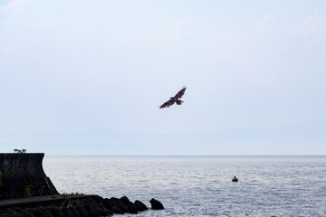 水辺の空を飛ぶ一羽の鳶