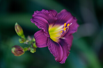 close up of a flower