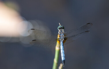 dragonfly on a branch