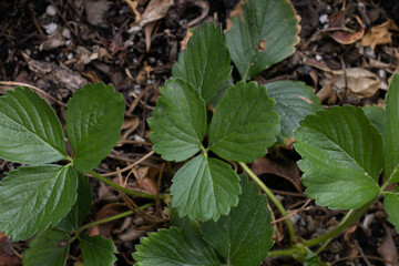 leaves in the forest