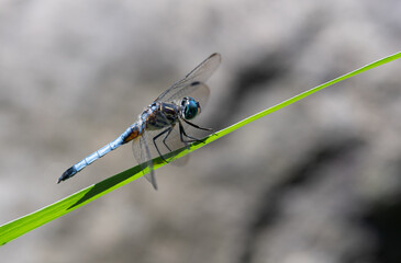 blue dragonfly on a leaf