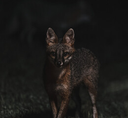Male Gray Fox at Night