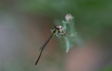close up of a dragonfly