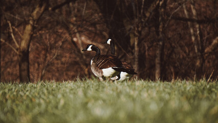 Goose walking in a field