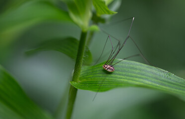 spider on a leaf