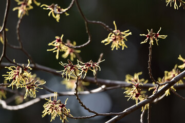 朝の公園のマンサクの花