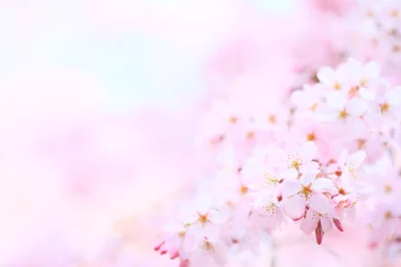 Foto auf Acrylglas Spring, Cherry blossom, Cherry blossoms © JP trip landscape DL