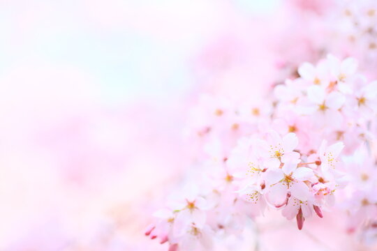 Spring, Cherry blossom, Cherry blossoms