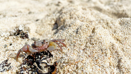 美しい海 砂浜を歩くカニ 沖縄県 宮古島 来間島 長崎浜
