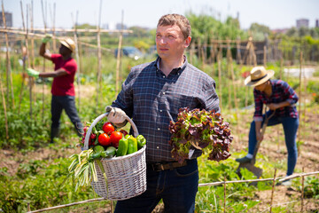 Fototapeta premium Mature man gardener holding basket with harvest of fresh vegetables in rural