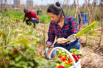 Mexican woman horticulturist picking harvest of garlic in garden