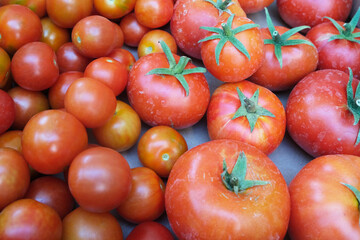 Tomatoes are harvested in the garden. Beautiful image of nature.