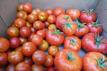 Tomatoes are harvested in the garden. Beautiful image of nature.