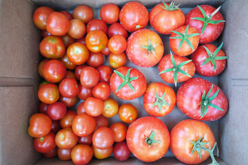 Tomatoes are harvested in the garden. Beautiful image of nature.