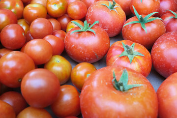 Tomatoes are harvested in the garden. Beautiful image of nature.