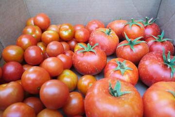 Tomatoes are harvested in the garden. Beautiful image of nature.