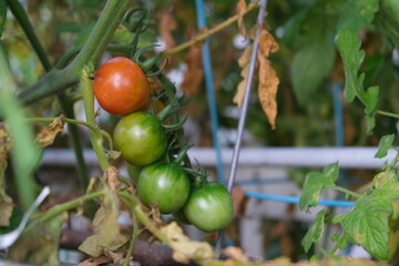 Tomato is wilted and slowly dying.