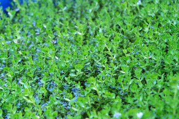 Bacopa. Herb in the garden. Beautiful images nature