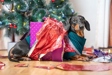 Dog opened all present under tree on Christmas Eve, sits next to wrappers with displeased muzzle....