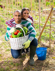 Fototapeta premium Positive family couple with harvest of vegetables in garden outdoor