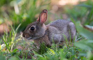 rabbit in the grass
