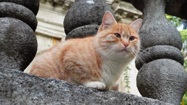 Cat with big eyes sits on stone fence with columns. Fluffy domestic animal with red and white fur stares attentively on sunny day closeup