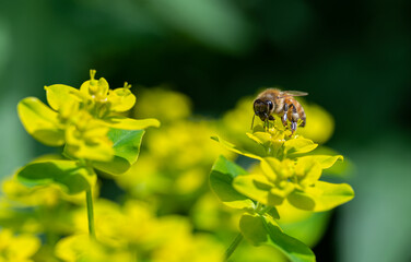 bee on flower