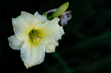 Fototapeta na wymiar white lily